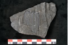 Foto (Detailansicht) von Sigillaria elongata Brongniart (NHMW-GEO-2024-0188-11061)